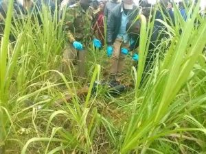 Man found dead in sugarcane plantation in Muhoroni, Kisumu County