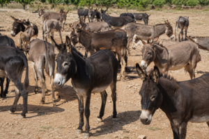 Illegal donkey skin trade becoming organised crime threat, study warns  