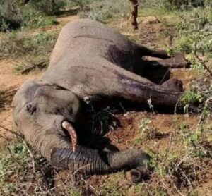15 elephants die in Amboseli as KWS probes suspected toxic exposure