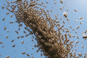 Man dies after swarm of bees attack him in Siaya 