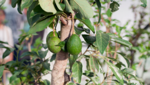 Man dies after falling from avocado tree in Tharaka Nithi