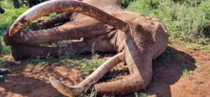 KWS Launches Urgent Probe as 14 Elephants Die in Amboseli Ecosystem Within Two Weeks