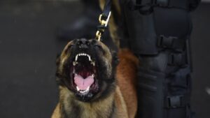 Police officer hospitalised after security dog attack at KICC