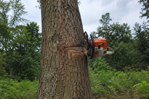 Worker dies after falling from tree while cutting timber in Kisumu West 