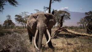 Probe as woman killed in elephant attack while returning home in Kajiado