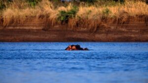 11-year-old Boy missing after hippopotamus attack in Tana River