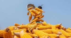 Kenya Plans Maize Imports to Bridge Projected 25 Million-Bag Shortfall
