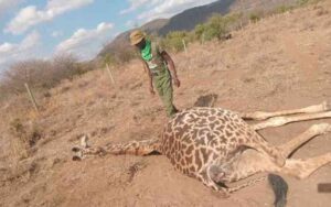 Poachers flee after killing giraffe in Wajir forest amid concerns on rising cases