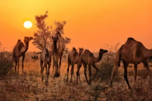 Tension as 2 camel herders are shot dead in attack, elder reported missing in Igembe, Meru County