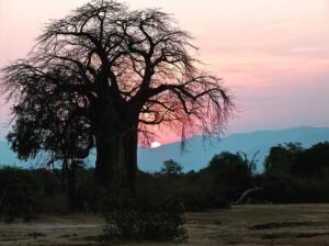 Grade 9 pupil found murdered under Baobab tree in Kitui