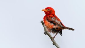 Red Weaver bird rediscovered in Boni Forest