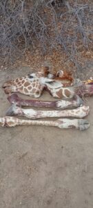 Group raises alarm over surge in Somali giraffe killings, asks urgent KWS action