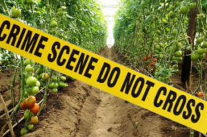 Man found dead on electric cable in tomato farm in Embu