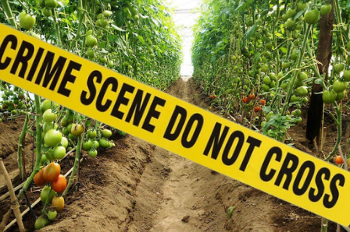 Man found dead on electric cable in tomato farm in Embu