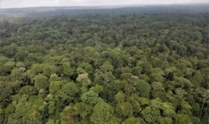 Ruto Announces Sh2.6 Billion Relief for Mau Forest Evictees