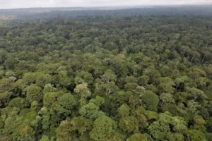 Ruto Announces Sh2.6 Billion Relief for Mau Forest Evictees