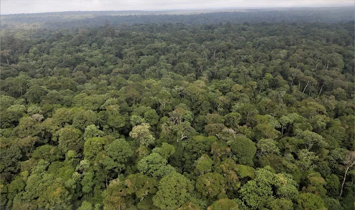 Ruto Announces Sh2.6 Billion Relief for Mau Forest Evictees