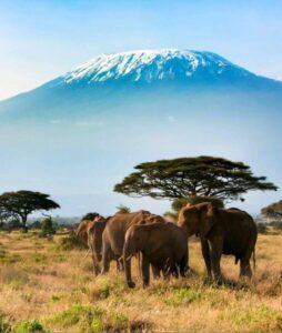 Four suspects arrested over deaths of 18 elephants in Amboseli ecosystem