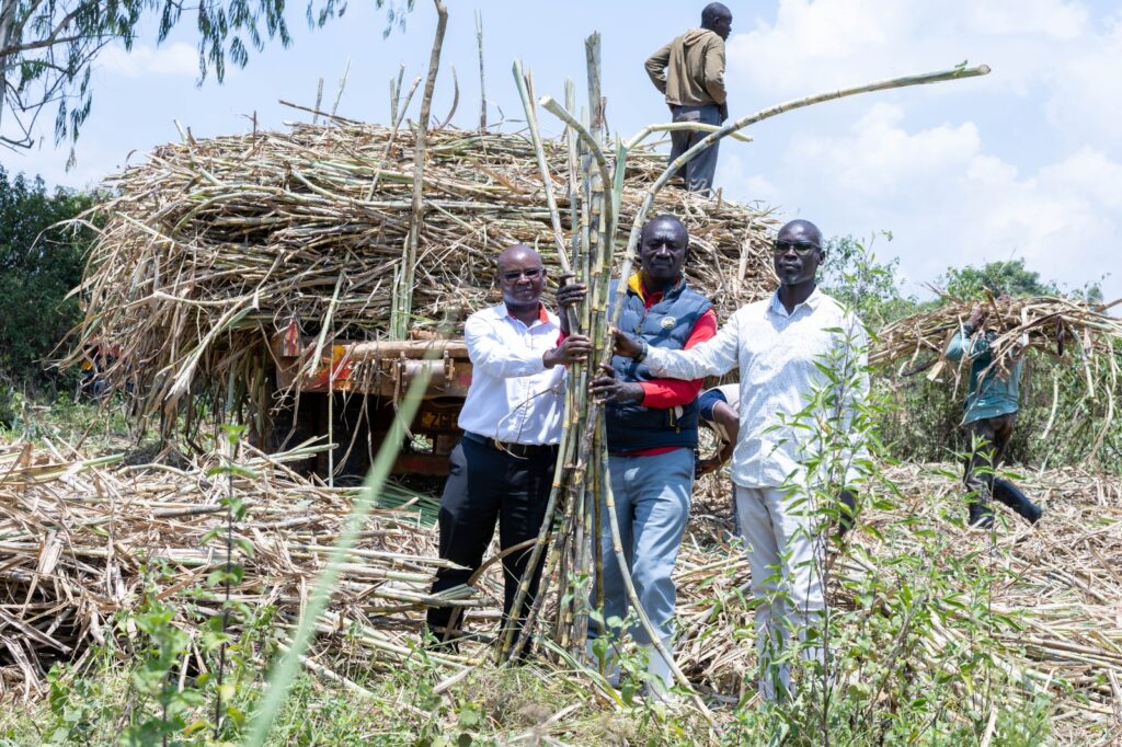 From Fisherman to Cane King: How a Siaya Farmer Built a 480-Acre Empire