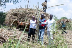 From Fisherman to Cane King: How a Siaya Farmer Built a 480-Acre Empire