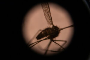 German airport worker dies of malaria after 'mosquito arrives on plane'