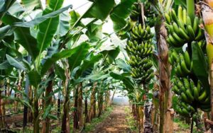 Woman found dead with multiple injuries in Vihiga banana plantation