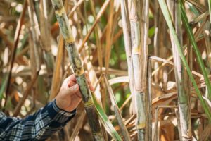 Form three student found murdered in Bungoma sugarcane plantation