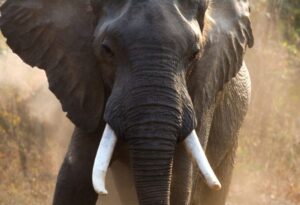 70-Year-Old Man Killed in Elephant Attack in Kwale