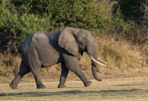 Anger as 4-year-old boy killed by elephants while herding goats in Kajiado