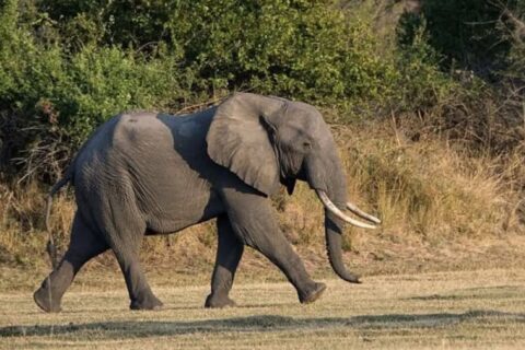 Anger as 4-year-old boy killed by elephants while herding goats in Kajiado