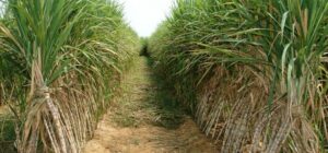 Form three student found dead in Kisii sugarcane farm