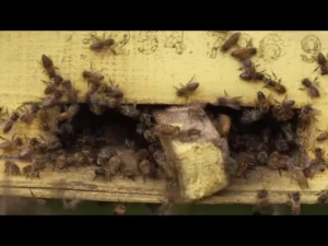 Man dies after seeking refuge in toilet during bee attack in Meru