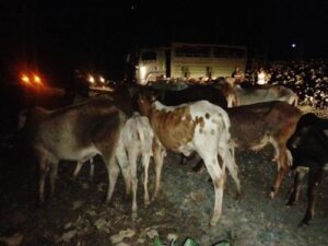 Herdsman shot dead as bandits steal more than 120 cattle in Meru