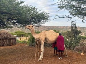 70-year-old camel herder shot dead in Mandera North