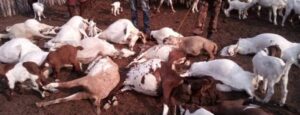 Leopard kills 12 goats in Tharaka Nithi homestead