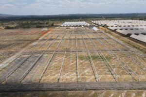 Kakuzi breaks ground for new Blueberry production orchards