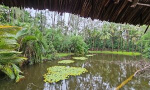 Unidentified man found dead in pond near Miritini, Mombasa