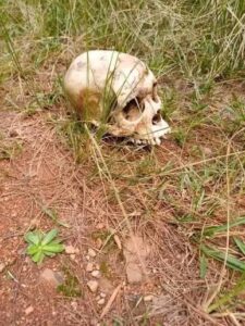 Human remains found in Makueni bush identified as missing man
