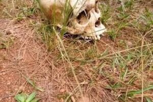 Human remains found in Makueni bush identified as missing man