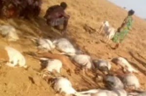 80 goats allegedly die after drinking water from Marsabit well