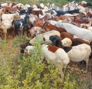 Woman shot and killed as 61 goats and sheep stolen in  Turkana raid