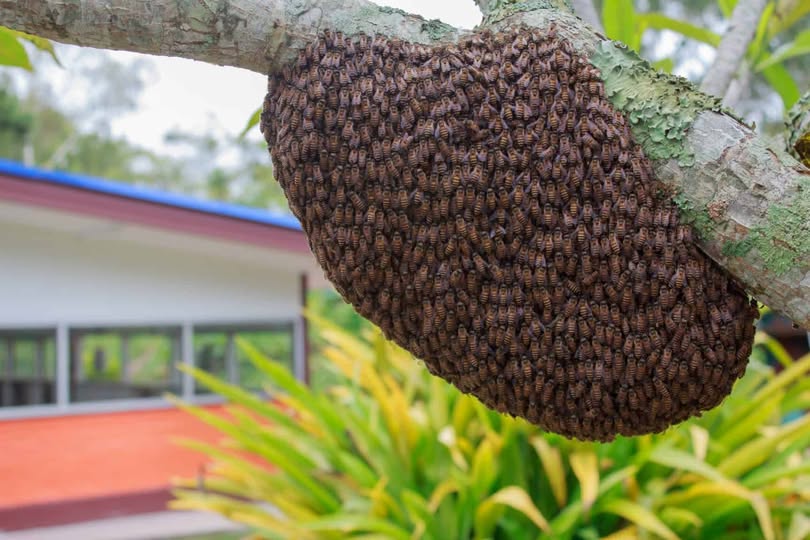 Ten teachers, pupils stung as bees invade Kakuyuni School for the Deaf in Kilifi