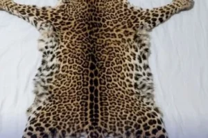 Two men sentenced to life imprisonment over wildlife trophies in Malindi