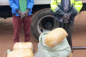 Four Arrested as Detectives Seize Cannabis Worth Sh1.7 Million in Busia and Bungoma