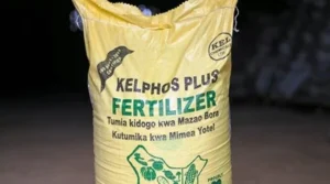 Fertiliser Subsidies Boost Maize Production to 71 Million Bags, President Ruto Says