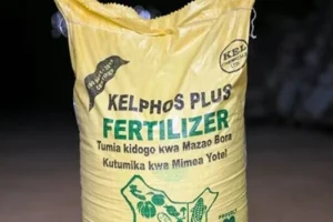 Fertiliser Subsidies Boost Maize Production to 71 Million Bags, President Ruto Says