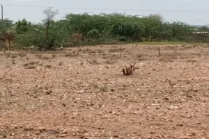 Man found dead in thickets in West Pokot