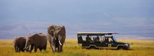 Wild Africa’ wildlife series premieres in Kenya