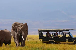 Wild Africa’ wildlife series premieres in Kenya