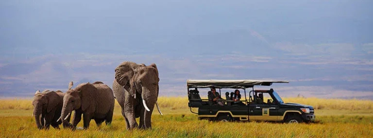 Wild Africa’ wildlife series premieres in Kenya